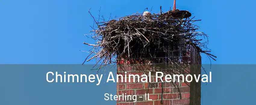 Chimney Animal Removal Sterling - IL