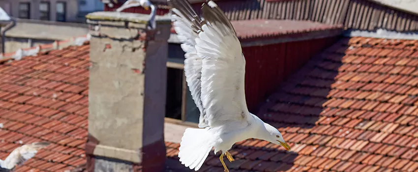Residential Chimney Animal Removal Solution in Sterling, IL