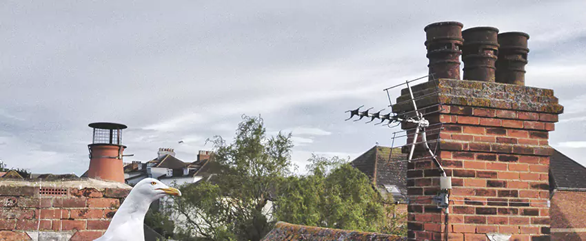 Chimney Cleaning And Restoration in Sterling, Illinois